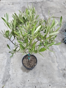 Oliwka Olea europaea - M