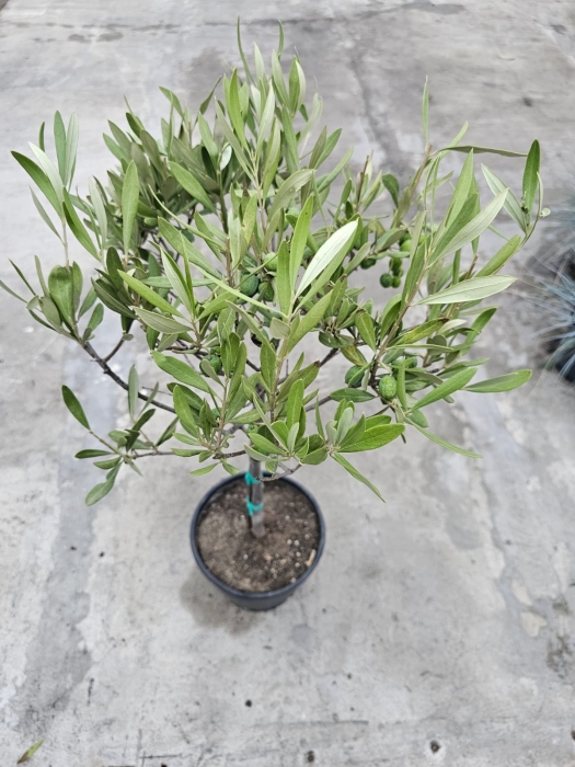 Oliwka Olea europaea - M