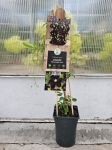Powojnik Clematis Warszawska Nike - L