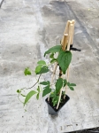 Powojnik Clematis Warszawska Nike - L