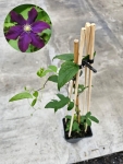 Powojnik Clematis Warszawska Nike - L