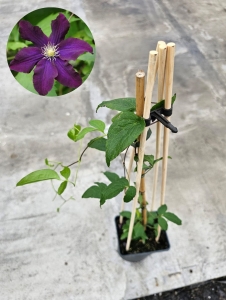 Powojnik Clematis Warszawska Nike - L  