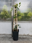 Powojnik Clematis Princess Diana - L
