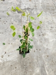 Powojnik Clematis Princess Diana - L