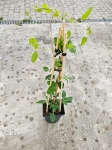 Powojnik Clematis Princess Diana - L
