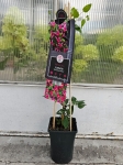 Powojnik Clematis Princess Diana - L
