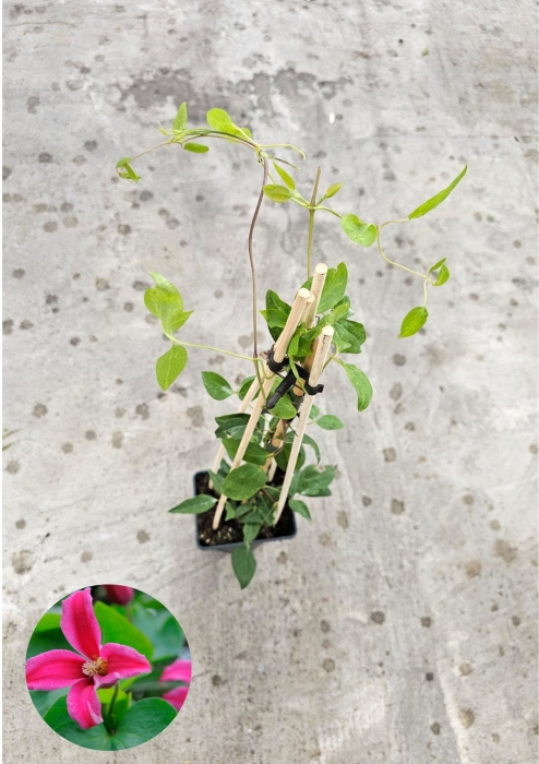 Powojnik Clematis Princess Diana - L