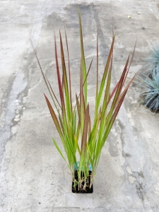 Trawa ozdobna Imperata cylindrica Red Baron - M