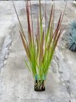 Trawa ozdobna Imperata cylindrica Red Baron - M