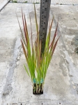Trawa ozdobna Imperata cylindrica Red Baron - M