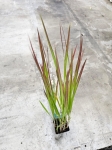 Trawa ozdobna Imperata cylindrica Red Baron - M