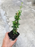 Jaśmin nagokwiatowy (Jasminum nudiflorum) - M