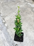 Jaśmin nagokwiatowy (Jasminum nudiflorum) - M