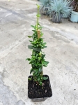 Jaśmin nagokwiatowy (Jasminum nudiflorum) - M