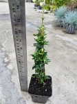 Jaśmin nagokwiatowy (Jasminum nudiflorum) - M