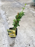 Jaśmin nagokwiatowy (Jasminum nudiflorum) - M