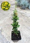 Jaśmin nagokwiatowy (Jasminum nudiflorum) - M
