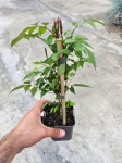 Milin amerykański ( Campsis Radicans) - M