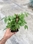 Milin amerykański ( Campsis Radicans) - M
