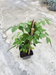Milin amerykański ( Campsis Radicans) - M