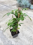 Milin amerykański ( Campsis Radicans) - M