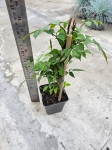 Milin amerykański ( Campsis Radicans) - M