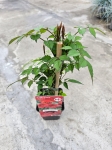 Milin amerykański ( Campsis Radicans) - M