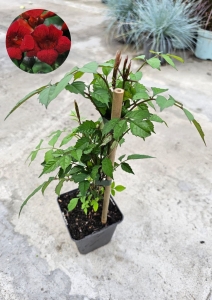 Milin amerykański ( Campsis Radicans) - M