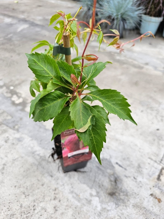 Winobluszcz pięciolistkowy - Parthenocissus quinquefolia 'Engelmanii' - M