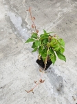 Winobluszcz pięciolistkowy - Parthenocissus quinquefolia 'Engelmanii' - M