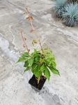 Winobluszcz pięciolistkowy - Parthenocissus quinquefolia 'Engelmanii' - M