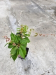 Winobluszcz pięciolistkowy - Parthenocissus quinquefolia 'Engelmanii' - M