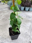 Wiciokrzew - Lonicera japonica Halliana - M