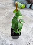 Wiciokrzew - Lonicera japonica Halliana - M