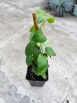 Wiciokrzew - Lonicera japonica Halliana - M