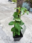 Wiciokrzew - Lonicera japonica Halliana - M