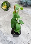 Wiciokrzew - Lonicera japonica Halliana - M