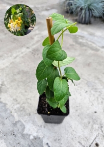  Wiciokrzew japoński - Lonicera japonica Halliana - M