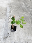 Wiciokrzew pomorski - Lonicera periclymenum Belgica - M