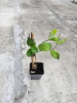 Wiciokrzew pomorski - Lonicera periclymenum Belgica - M