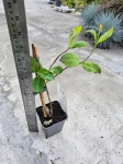 Wiciokrzew pomorski - Lonicera periclymenum Belgica - M