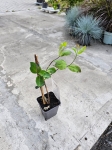Wiciokrzew pomorski - Lonicera periclymenum Belgica - M