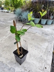 Wiciokrzew pomorski - Lonicera periclymenum Belgica - M