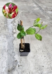 Wiciokrzew pomorski - Lonicera periclymenum Belgica - M
