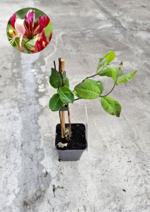 Wiciokrzew pomorski - Lonicera periclymenum Belgica - M
