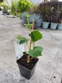 Hortensja pnąca - Hydrangea petiolaris - M