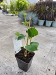 Hortensja pnąca - Hydrangea petiolaris - M
