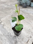 Hortensja pnąca - Hydrangea petiolaris - M