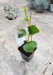 Hortensja pnąca - Hydrangea petiolaris - M