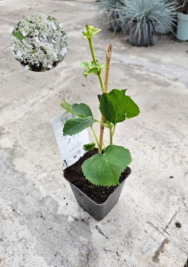 Hortensja pnąca - Hydrangea petiolaris - M